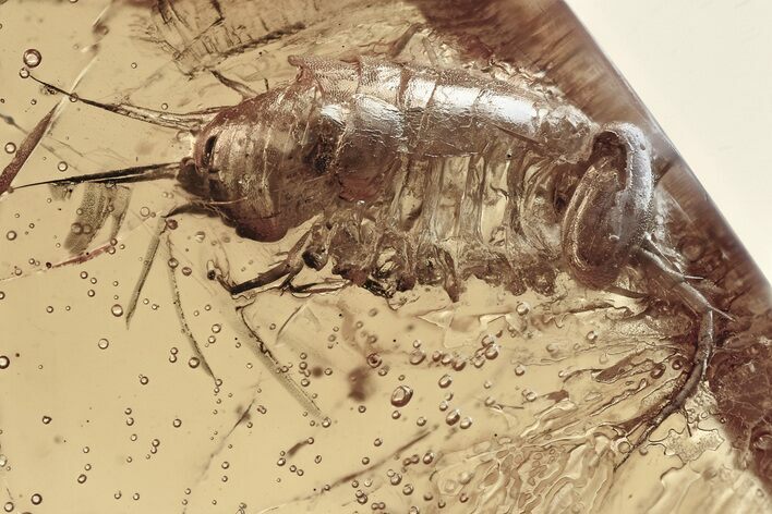 Fossil Semiaquatic Woodlouse (Ligiidae) In Baltic Amber - Rare #307371